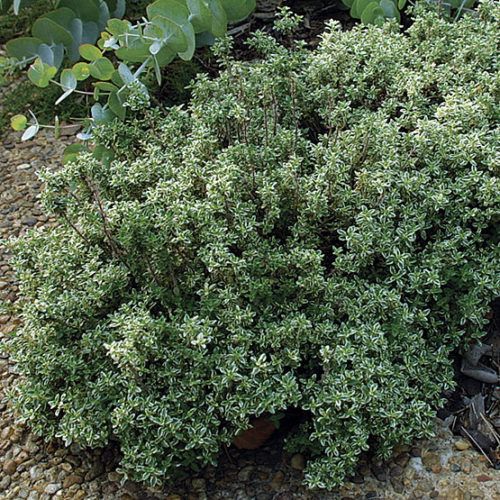 Thyme 'Silver' 4"