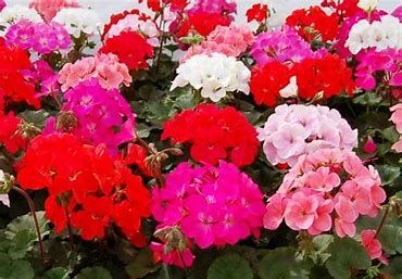 11&quot; HB Geranium - Assorted