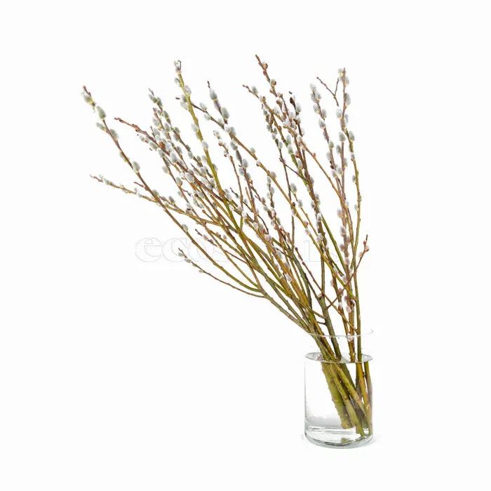 Pussy Willow Bunch 10 st. 4ft