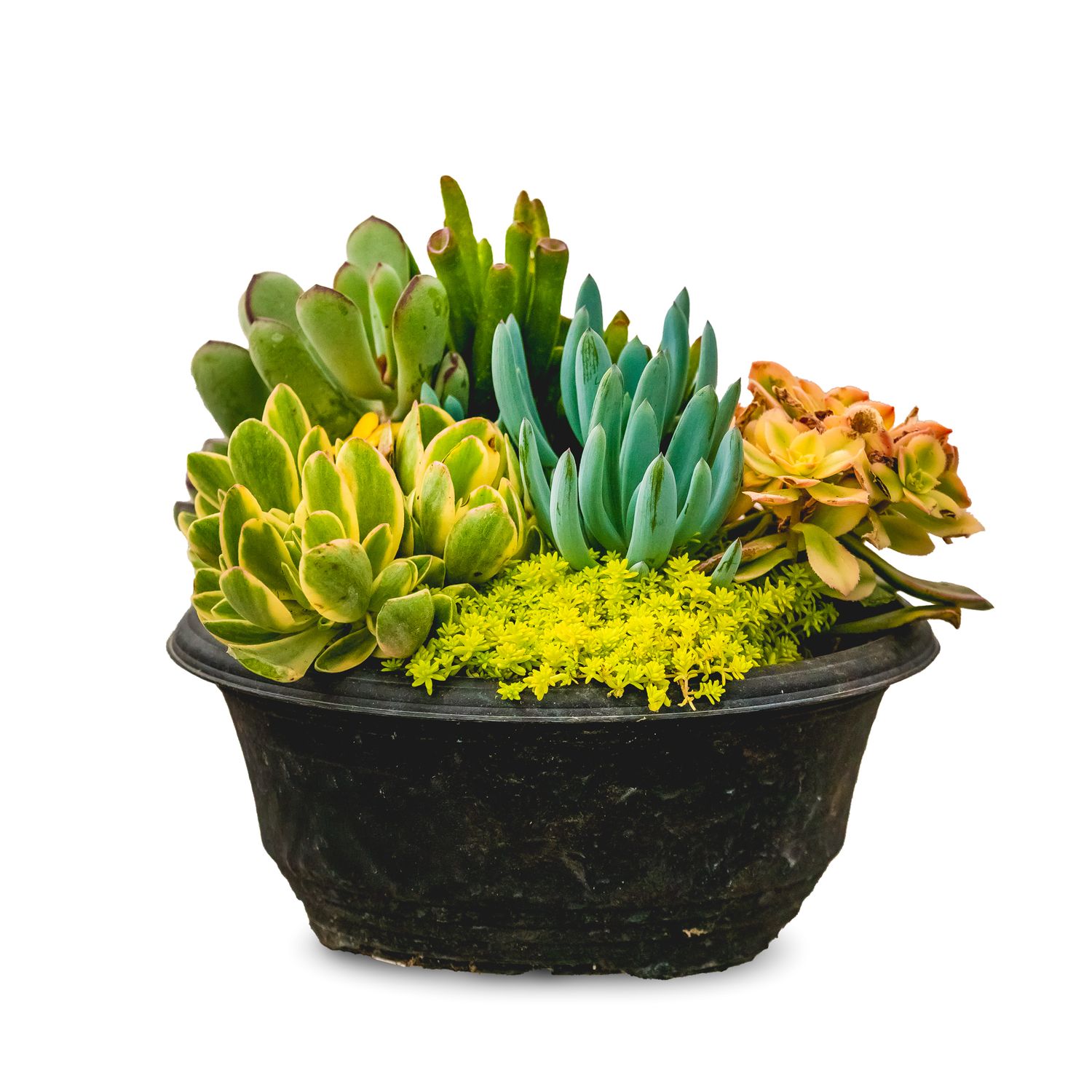 Succulent Living Canvas Mixed Round 8&quot;