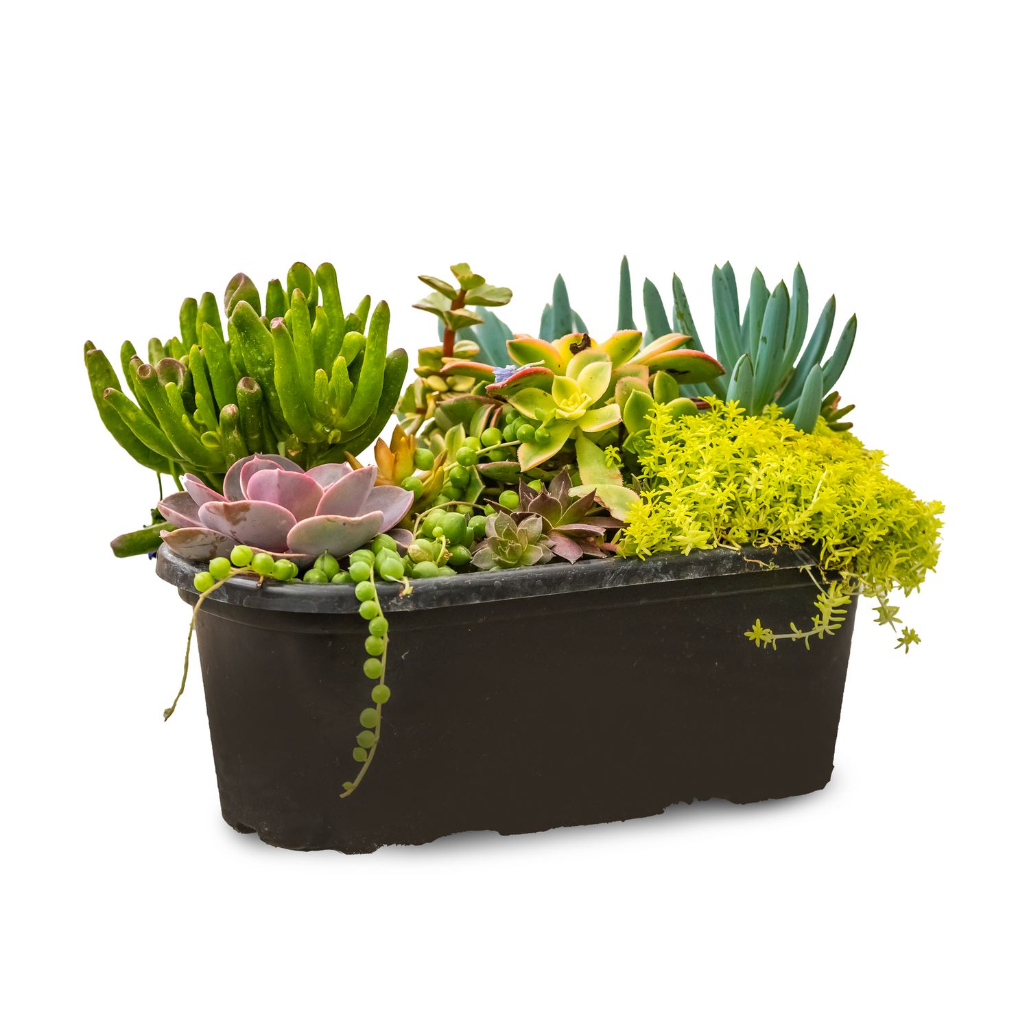 Succulent Living Canvas Mixed Oval 11&quot;