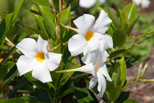 Rio Dipladenia Pot Qt. -, Color: White