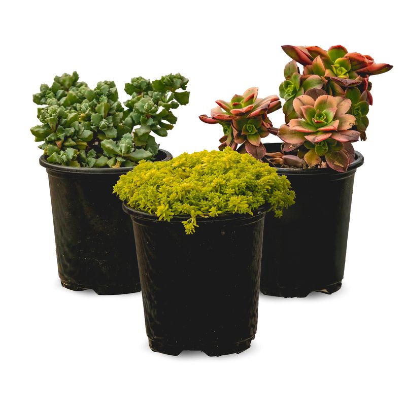 Succulent Living Canvas Growers Choice 3.5&quot;