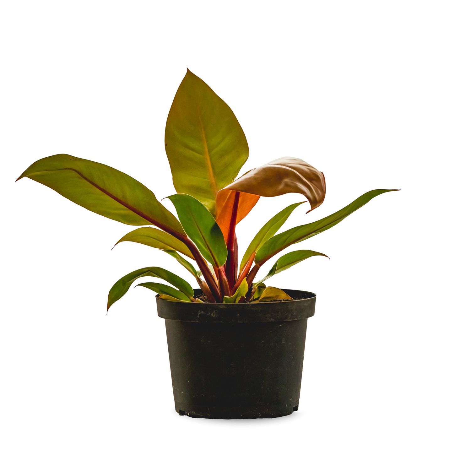 Tropical House Plant Philodendron - Prince of Orange 6&quot;