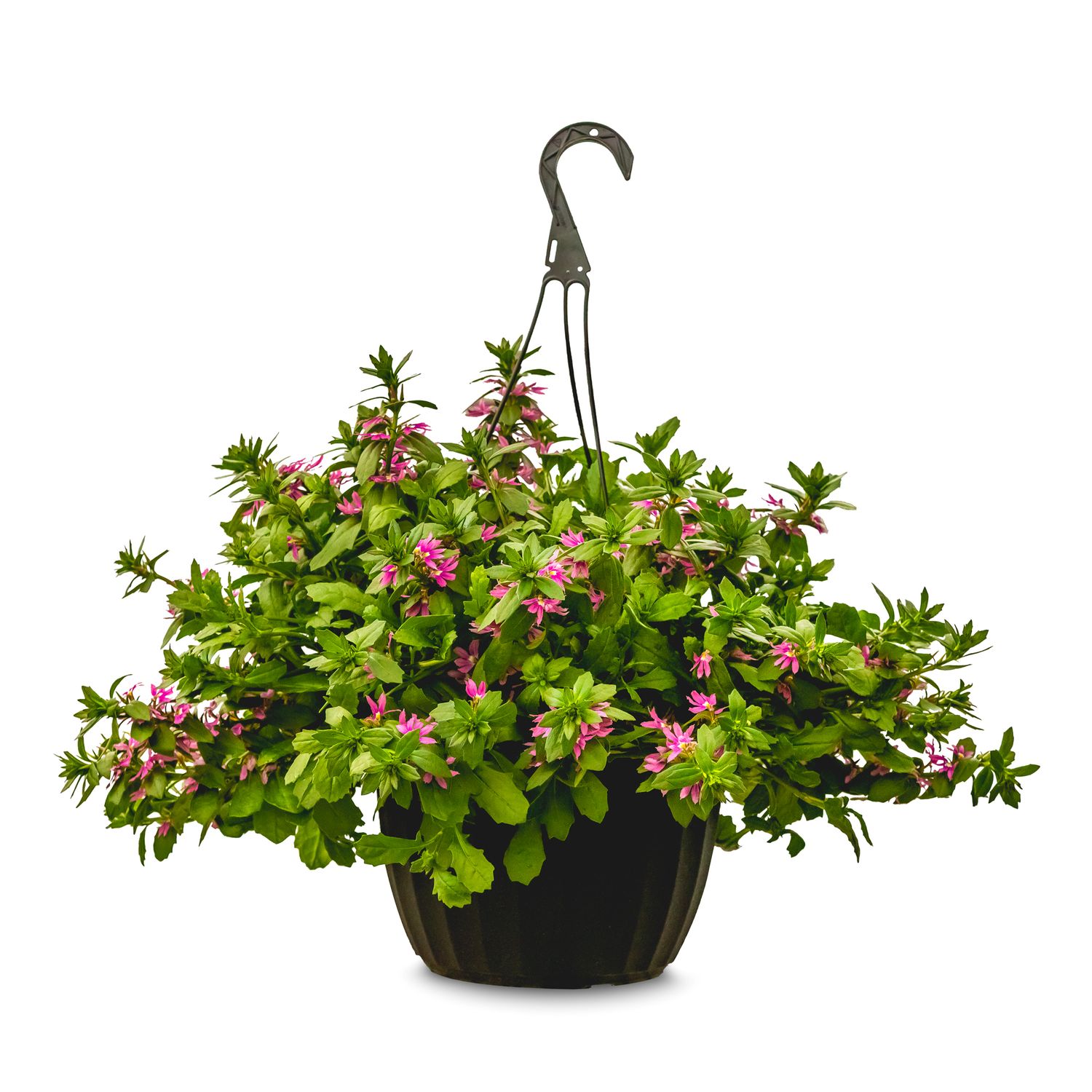 10&quot; HB Fan Flower (Scaevola) Assorted