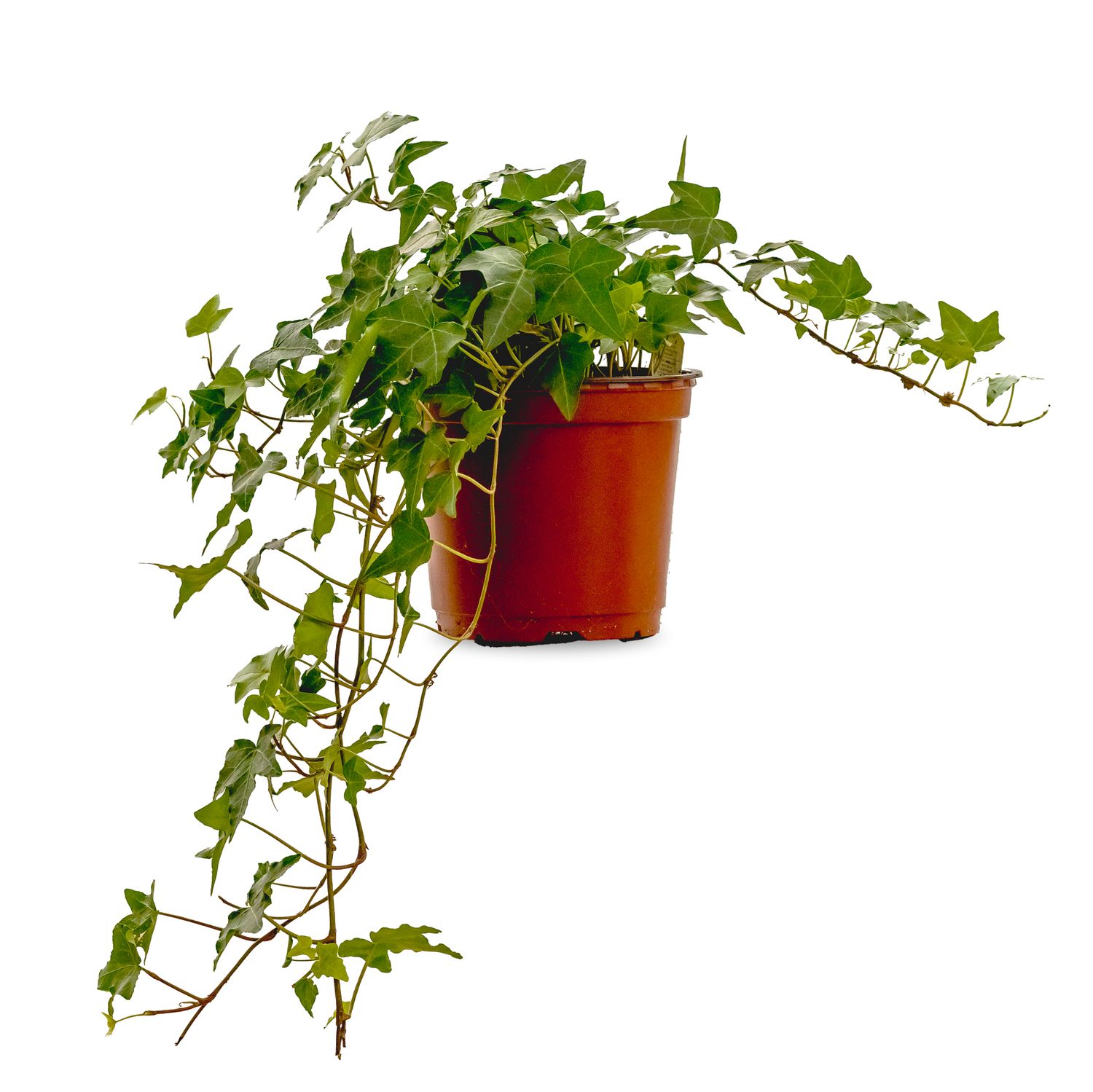 Green Ivy 6&quot;