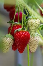 Strawberry &#39;Summer Breeze Cherry Blossom&#39; 4.5&quot;