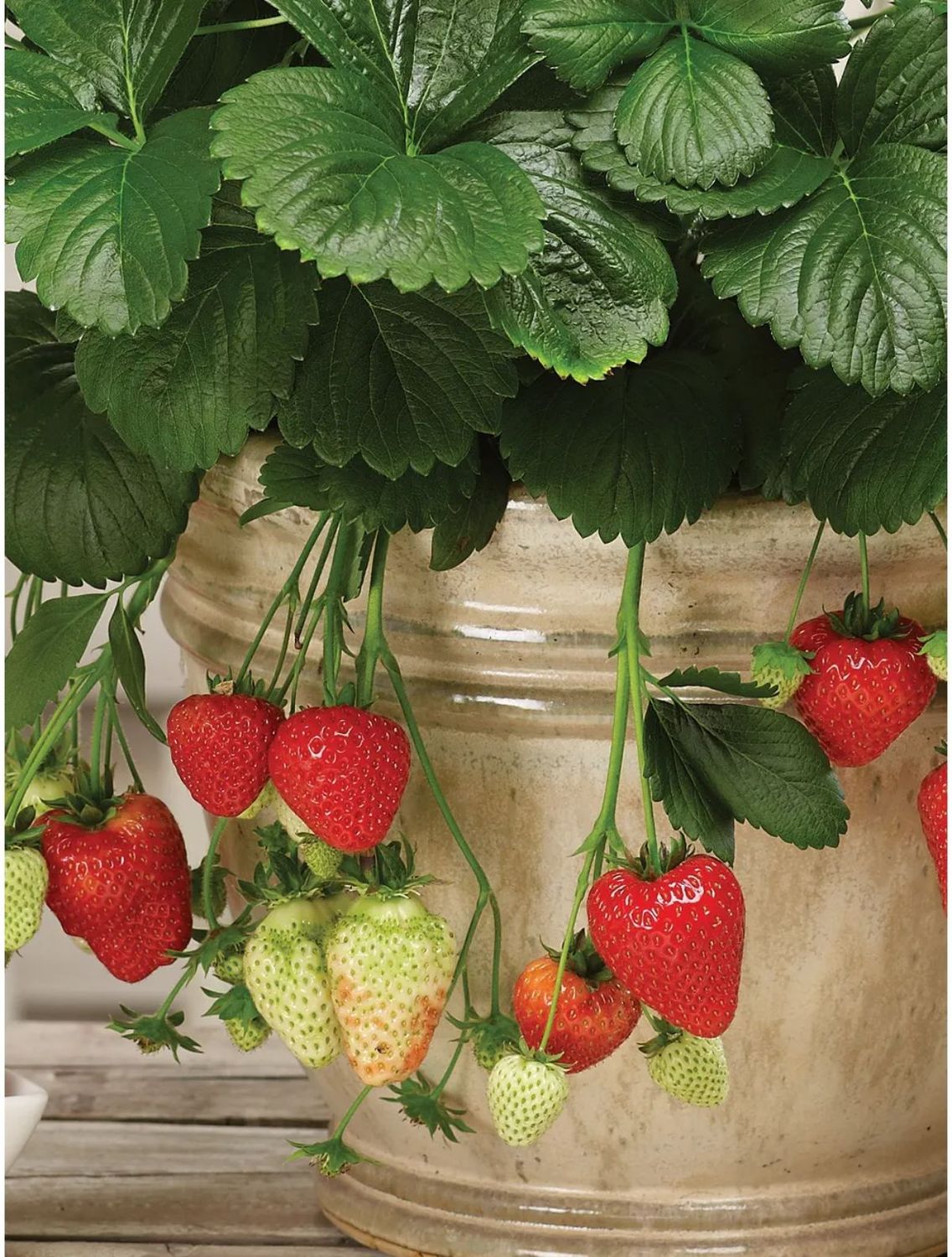 Strawberry &#39;Montana&#39; 4.5&quot; EB