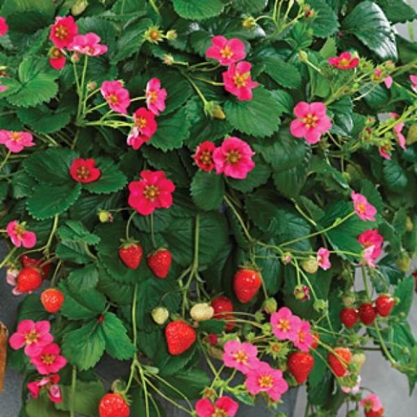 Strawberry &#39;Toscana&#39; 4.5&quot; (EB)