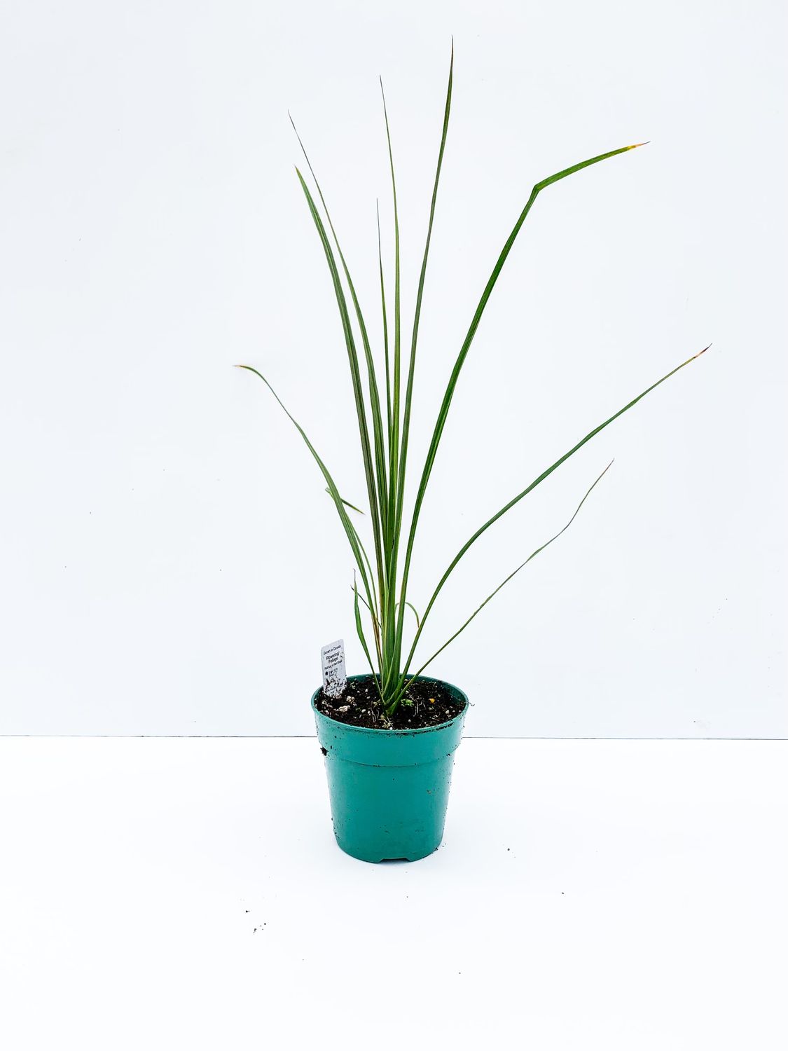 Draceana SPIKE 4&quot;