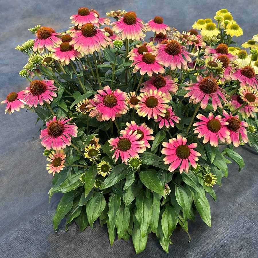 Cone Flower &#39;Echinacea Kismet Pink Lemonade&#39; 1 gal