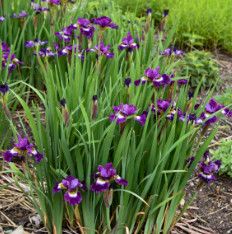 Iris Siberian &#39;Jewelled Crown&#39; 1 gal