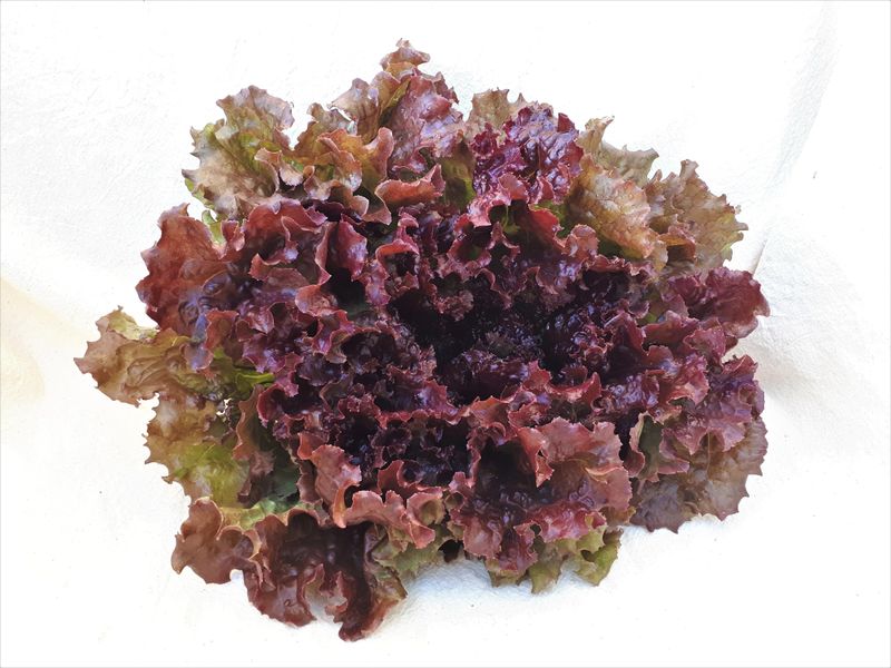 Lettuce 'New Red Fire' 4 cell pack