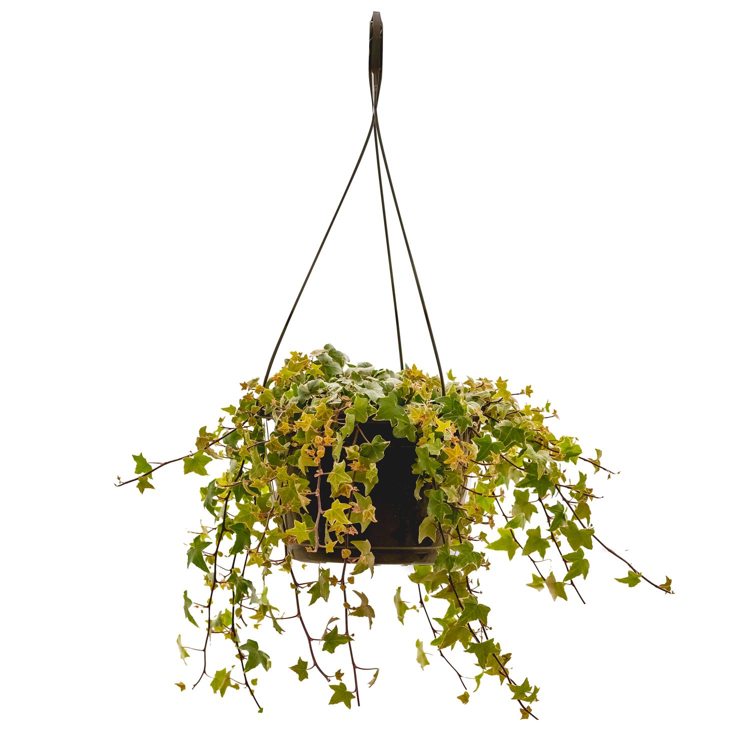 Ivy HB - 10&quot; English Variegated Glacier
