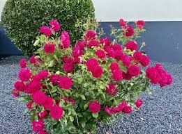 Rose &#39;Bordeaux&#39; 2 gal (Red)