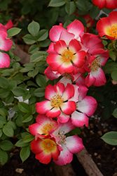 Rose &#39;Playful Happy Trails&#39; 2 gal (Red/Yellow)