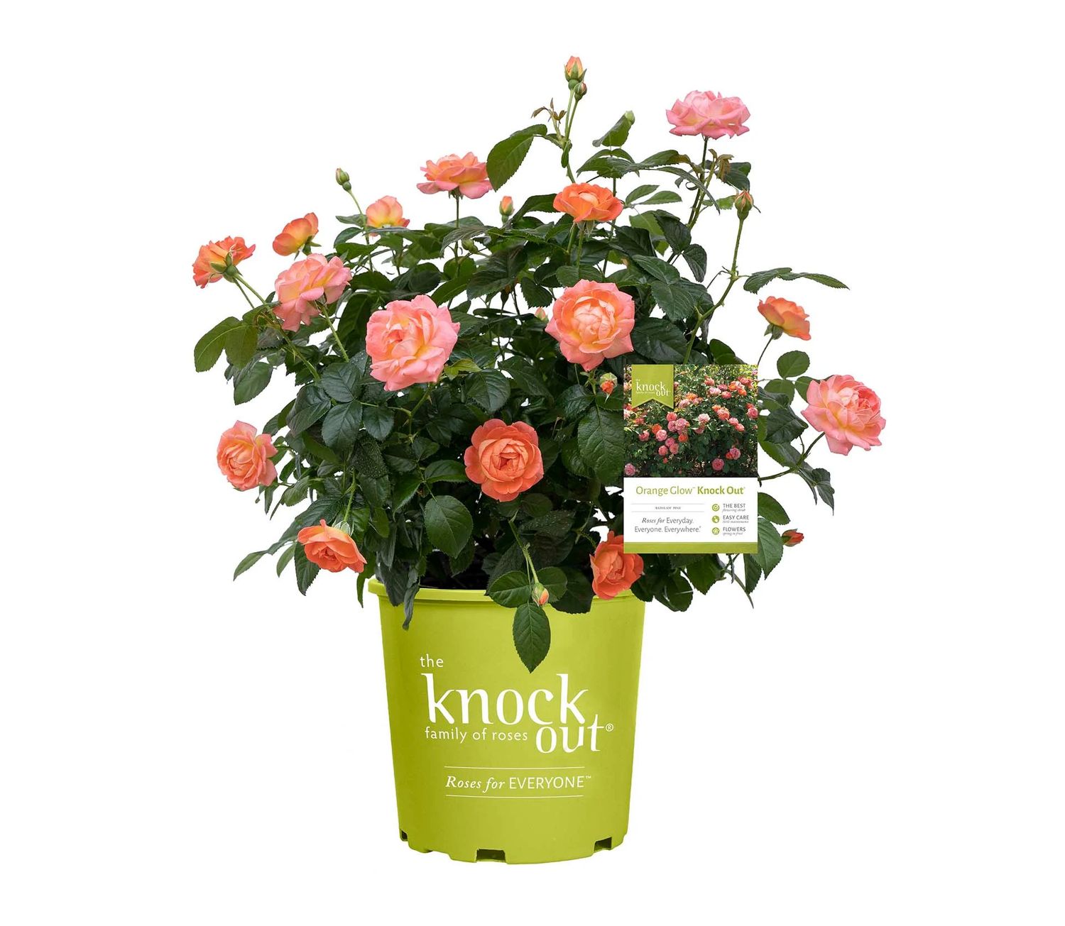 Rose &#39;Knock Orange Glow&#39; 2 gal