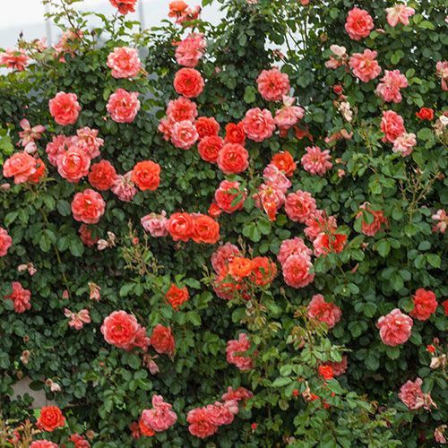 Climbing Rose &#39;Above All&#39; 2 gal (Orange)