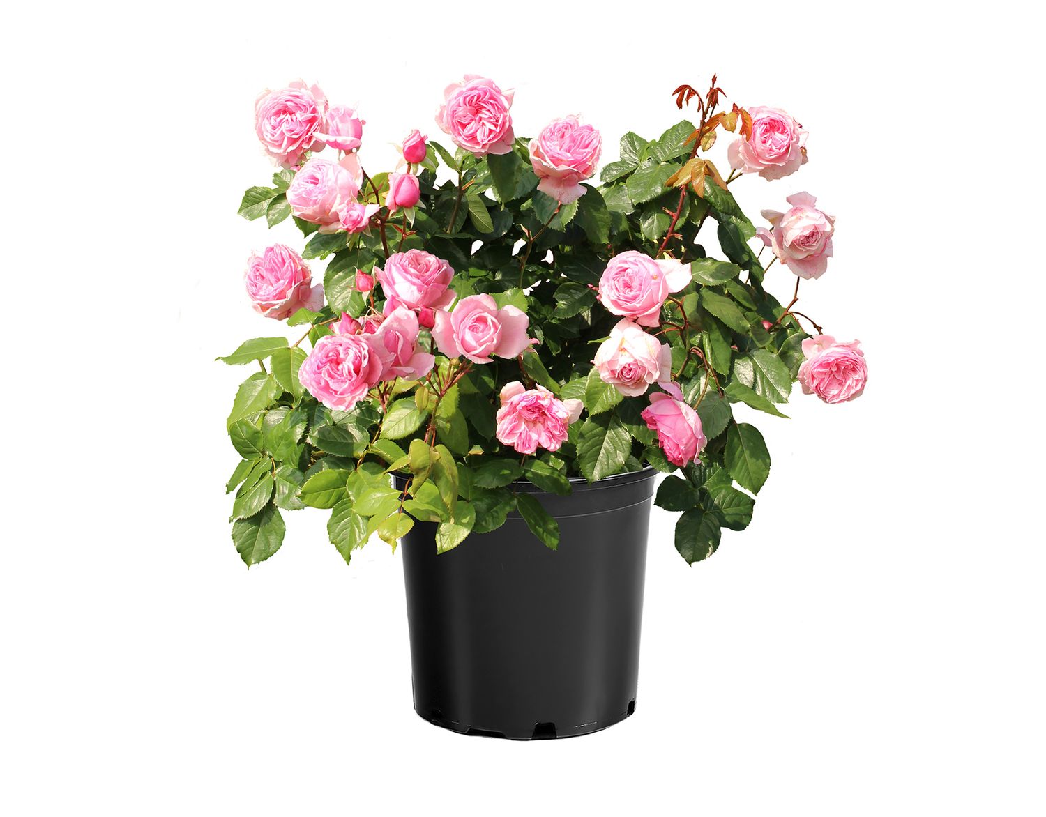 Climbing Rose &#39;Kiss Me Kate&#39; 2 gal (Pink)