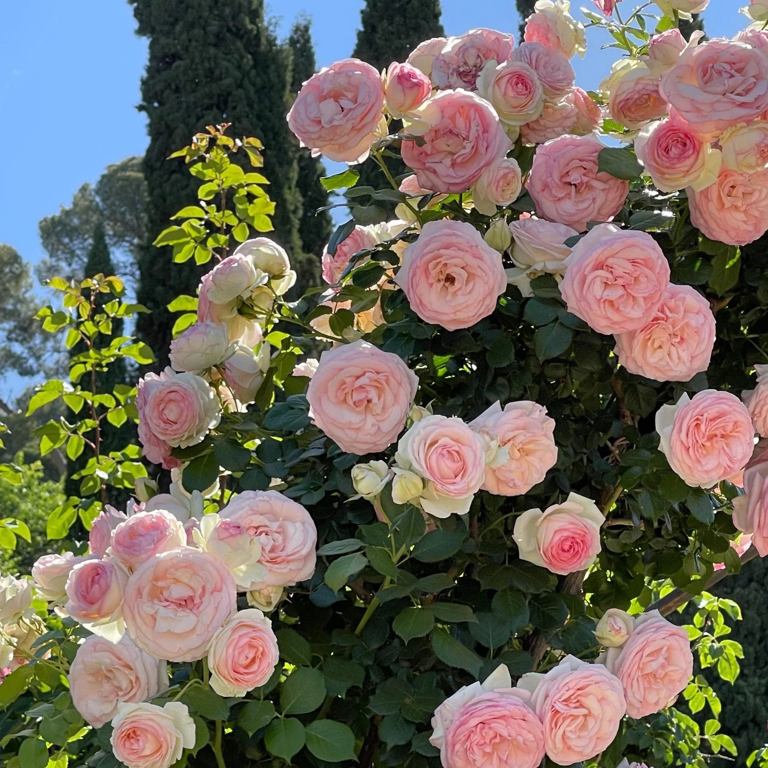 Climbing Rose &#39;Eden Climber&#39; 2 gal (Pink)