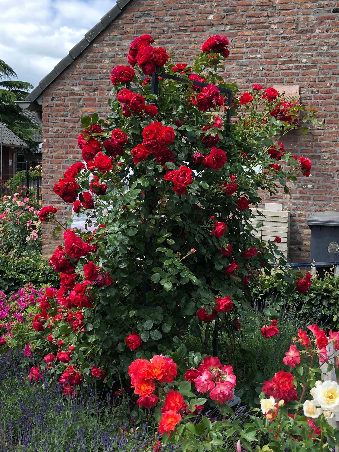 Climbing Rose &#39;Florentina&#39; 2 gal (Red)