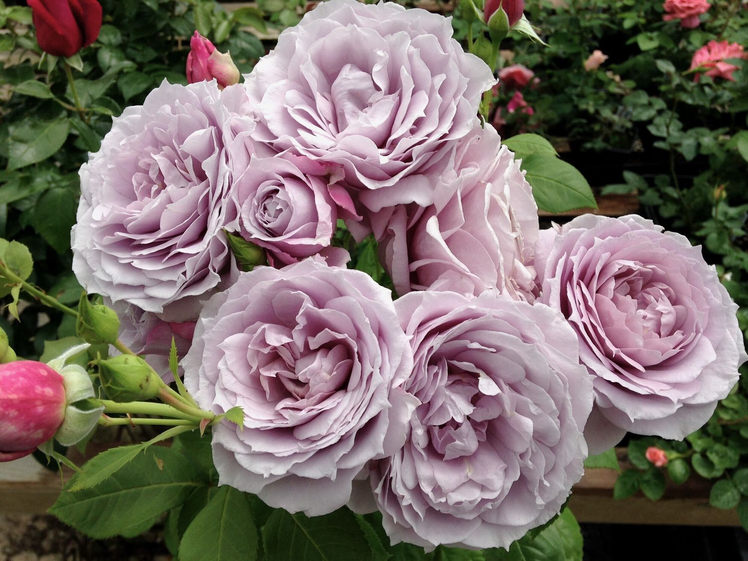 Rose &#39;Poseidon&#39; 2 gal (Lavender)