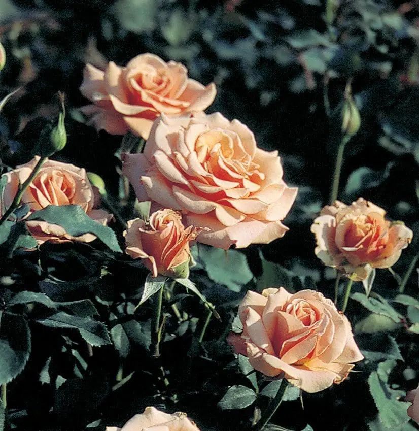 Rose &#39;Singin&#39; in the Rain&#39; 2 gal (Apricot)