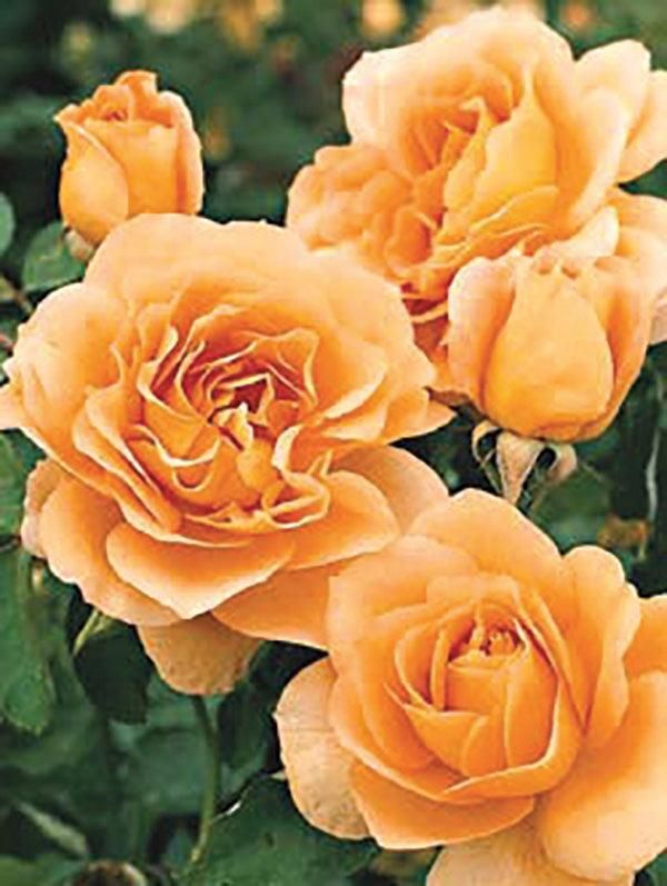 Rose &#39;Honey Perfume&#39; 2 gal (Apricot/Yellow)