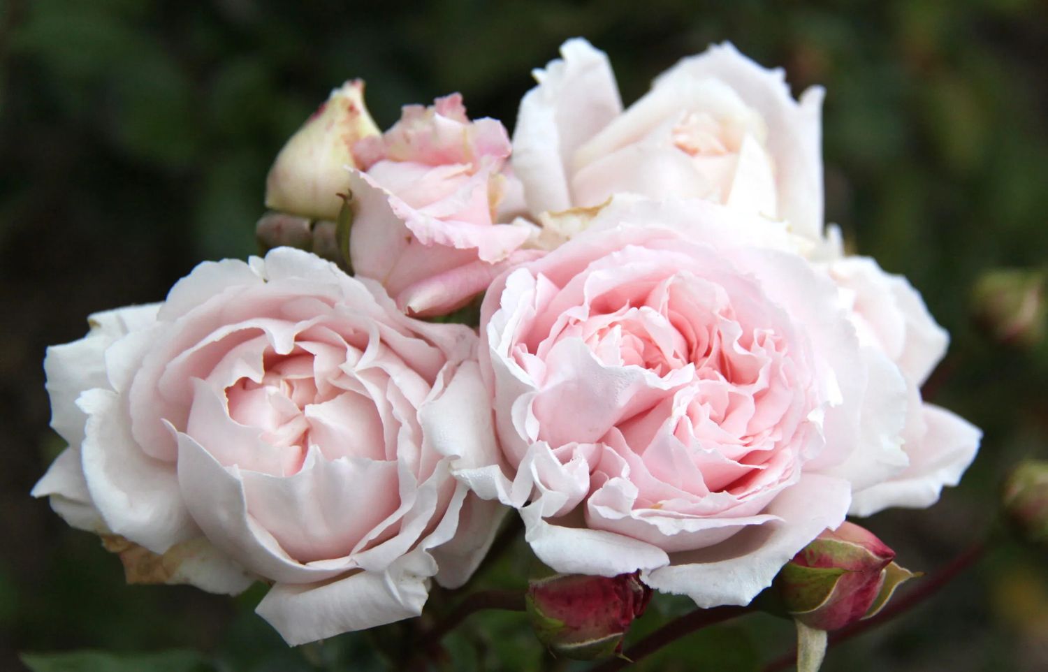 Rose &#39;First Crush&#39; 2 gal (Pink)