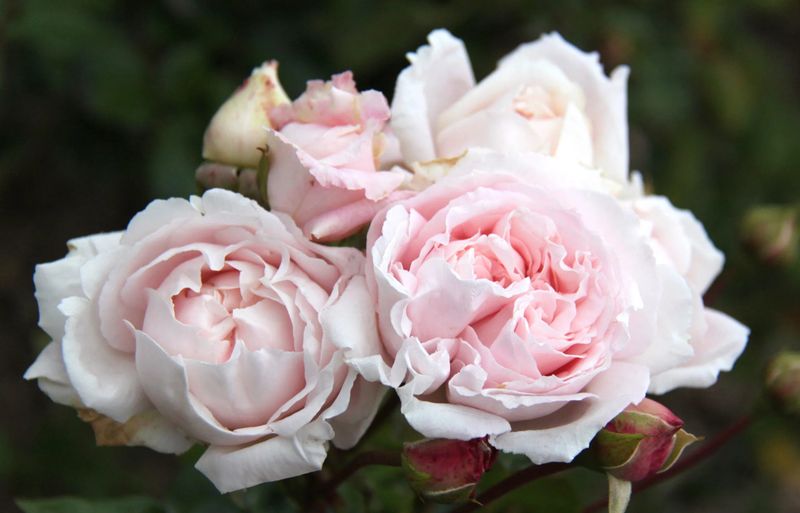 Rose &#39;First Crush&#39; 2 gal (Pink)