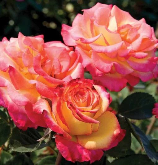 Rose 'Dream Come True' 2 gal (Yellow/Red)