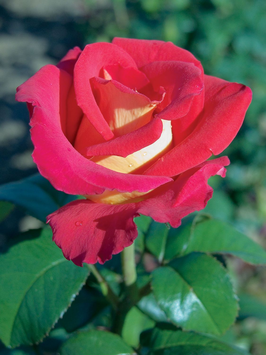 Rose &#39;Canadian Sunset&#39; 2 gal (Red/Yellow)