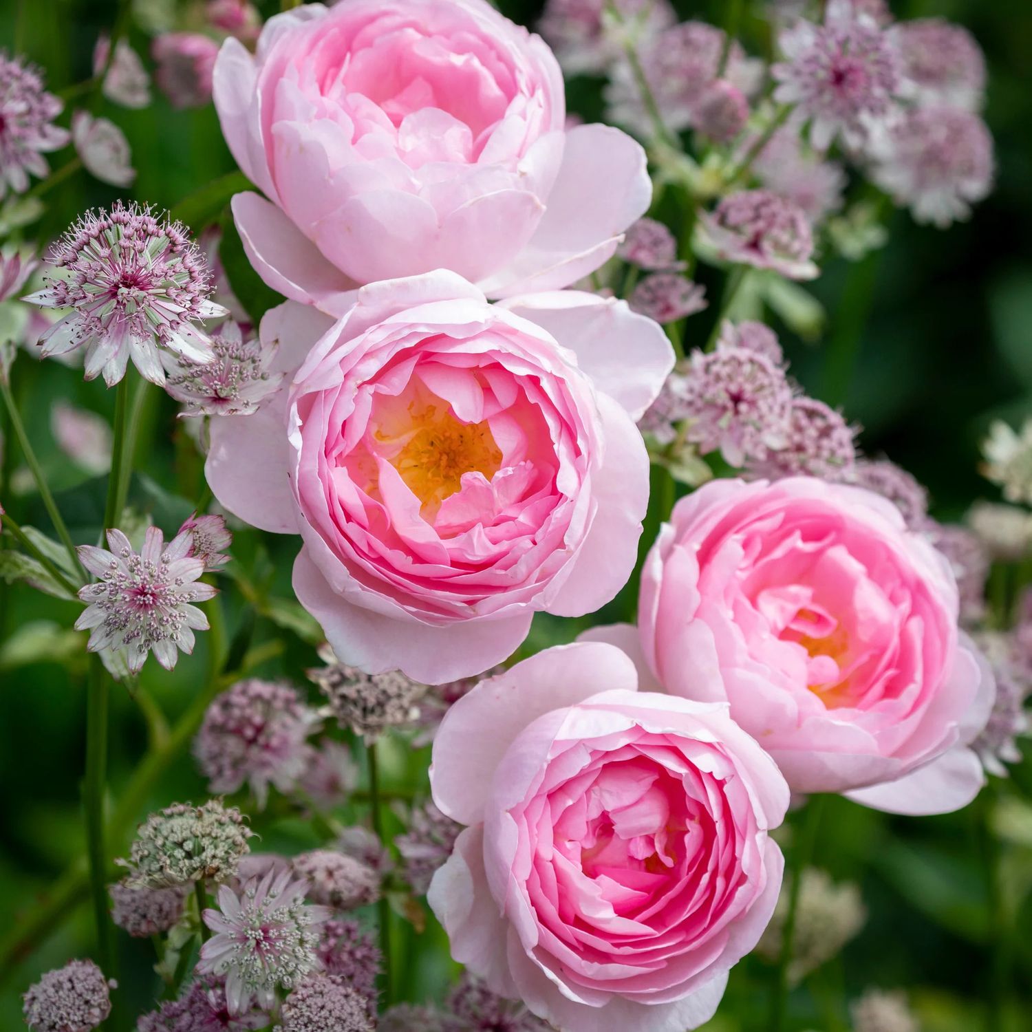 David Austin Rose &#39;Scepter&#39;d Isle&#39; 2 gal (Pink)
