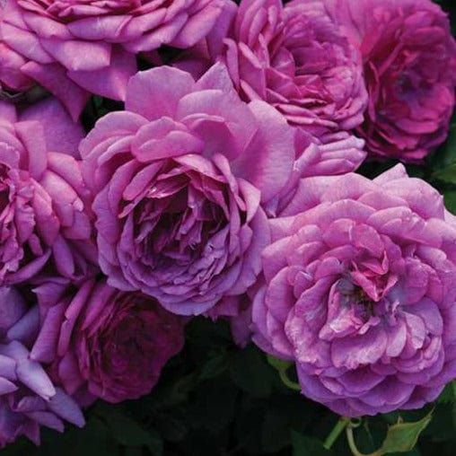 Rose &#39;Life&#39;s Little Pleasures&#39; 2 gal (Lavender)