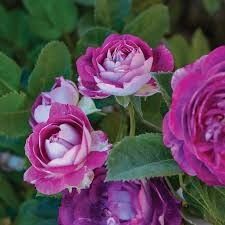 Rose 'Cosmic Clouds' 2 gal (Purple/White)