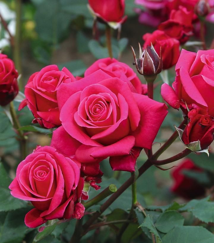 Rose &#39;Lipstick Fragrant Showpiece&#39; 2 gal (Red)
