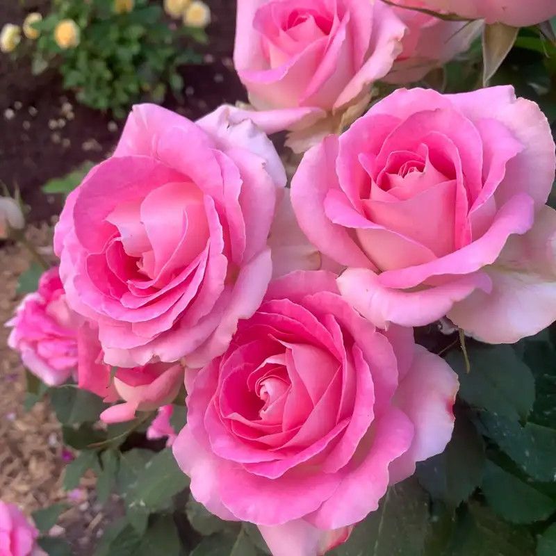 Rose &#39;Painted Porcelain&#39; 2 gal (Pink)