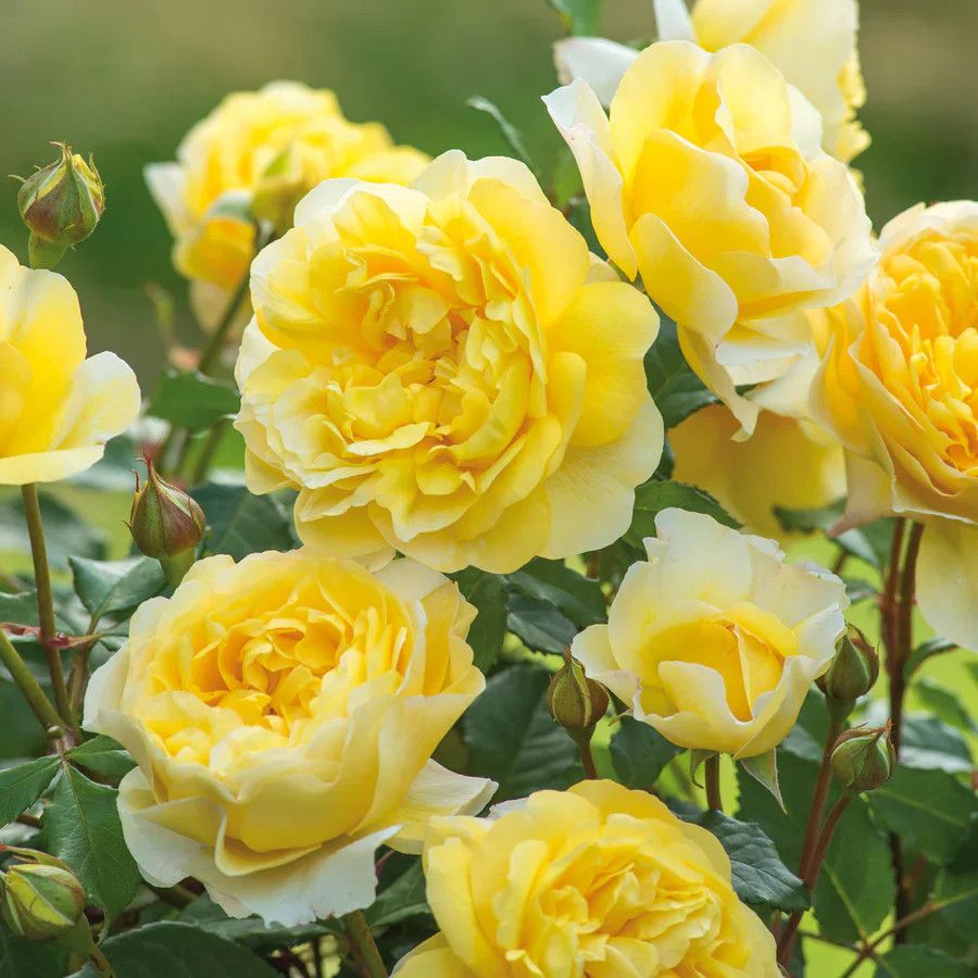 David Austin Rose &#39;The Poet&#39;s Wife&#39; 3 gal (Yellow)