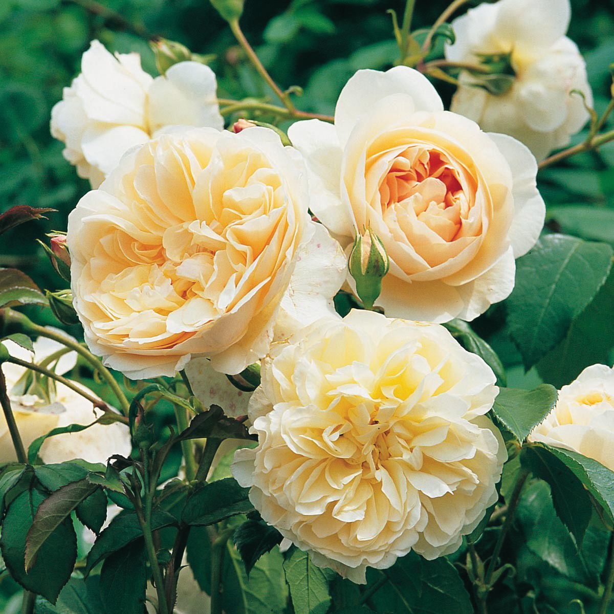David Austin Rose &#39;Lichfield Angel&#39; 3 gal (Cream)