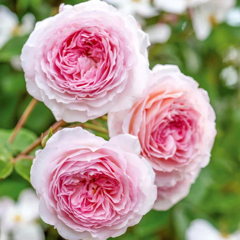David Austin Rose &#39;James Galway&#39; 3 gal (Pink)