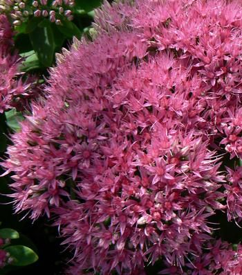 Stonecrop - Sedum &#39;Neon&#39;, Size: 1 gal