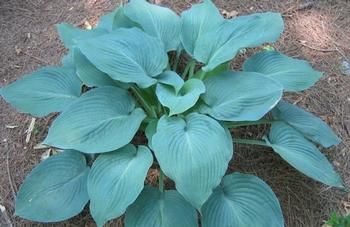 Hosta &#39;Blue Angel&#39;, Size: 1 gal