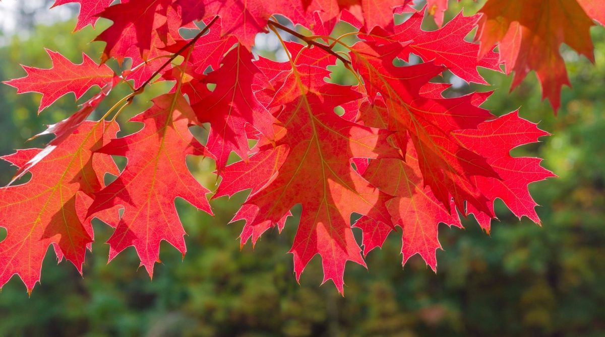 Red Oak 10-12&#39; B&amp;B