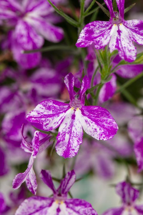 Lobelia - 4&quot; Rift Purple