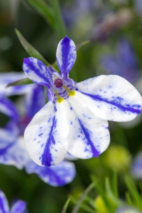 Lobelia - 4&quot; Rift Blue