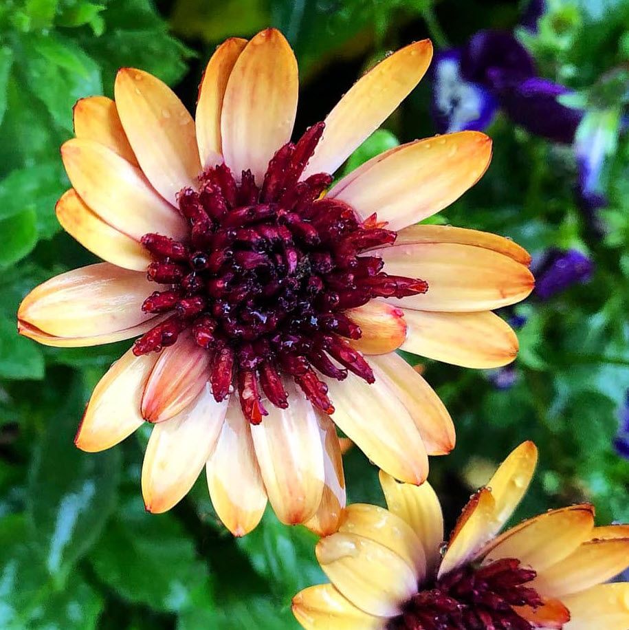 Osteospermum &#39;4D Harvest Moon&#39; 1 gal