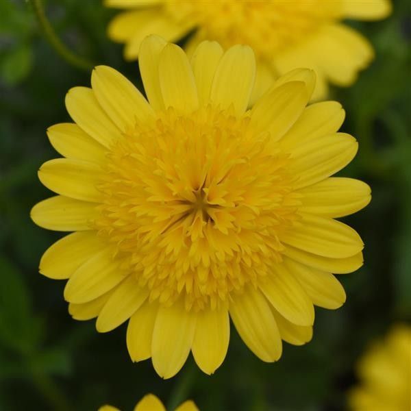 Osteospermum &#39;4D Yellow&#39; 1 gal