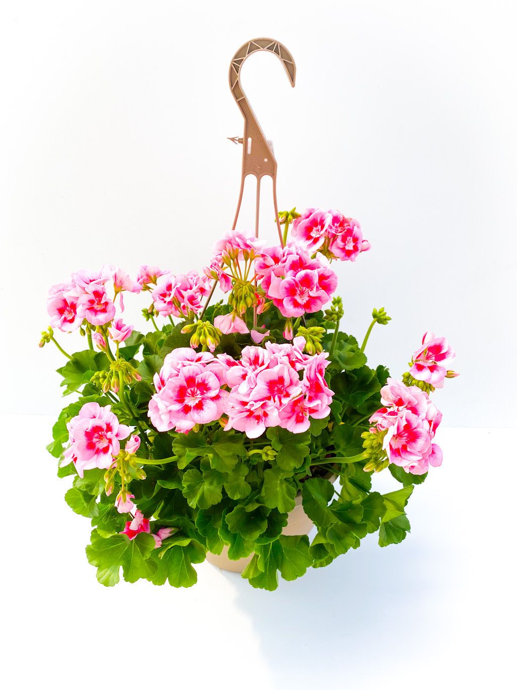 Geranium - Solid Colour 10&quot; HB Pink 2 Tone