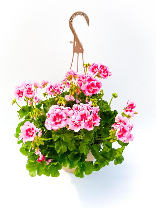 Geranium - Solid Colour 10&quot; HB Pink 2 Tone