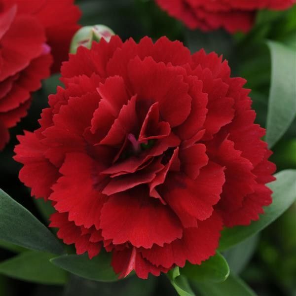 Dianthus &#39;Dark Red&#39; 4&quot;